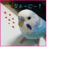 セキセイインコのポン太丸